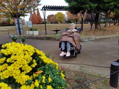 黄色のデイジー