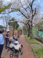 桜道