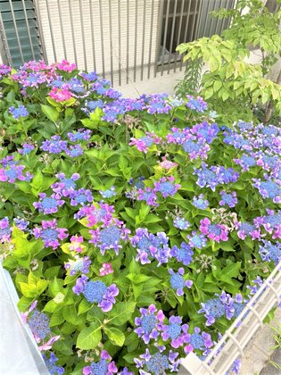 ご隠居長屋和楽久豊四季