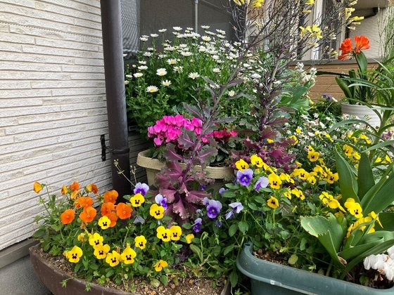 ご隠居長屋和楽久豊四季