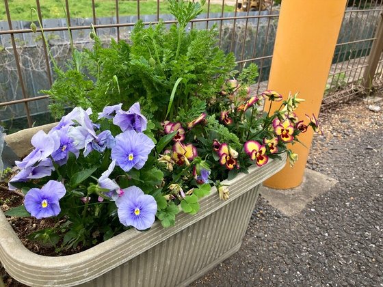 ご隠居長屋和楽久豊四季