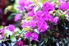 風花苑