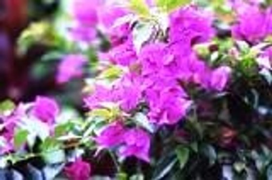 風花苑
