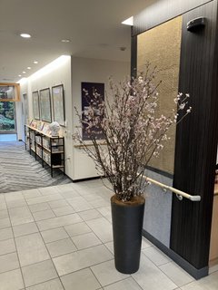 桜(さくら)開花