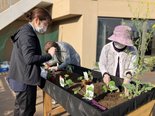 夏野菜の苗植え