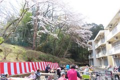 観桜会