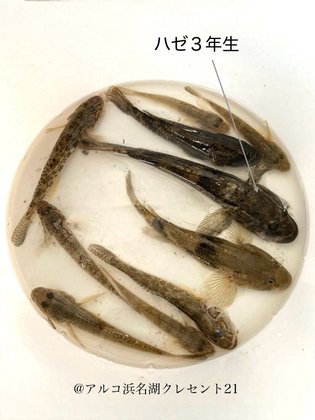 アルコ浜名湖クレセント21