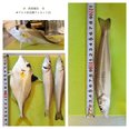 釣果報告