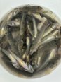 入居者様 釣果報告
