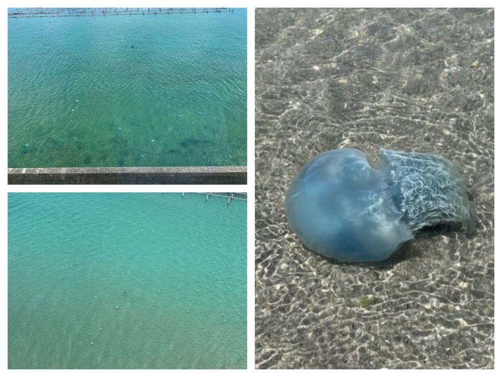 くらげ yamagata2309zoo-eyecatchi.jpg