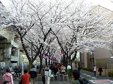 花と緑の散歩道
