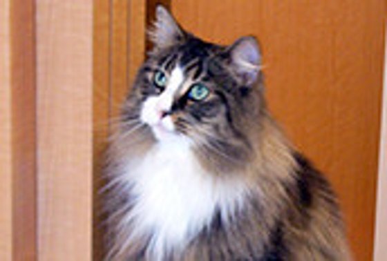 ブランシエール川越南 七彩の街