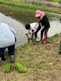 田植え
