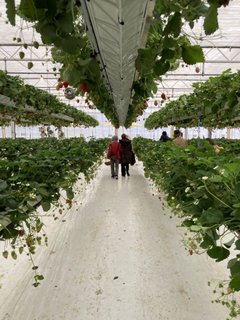 🍓いちご狩り🍓