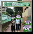 紫陽花鑑賞🌺