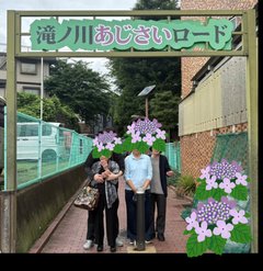 紫陽花鑑賞🌺