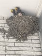 幸せを運ぶツバメ