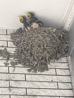 幸せを運ぶツバメ