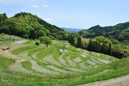 大山千枚田