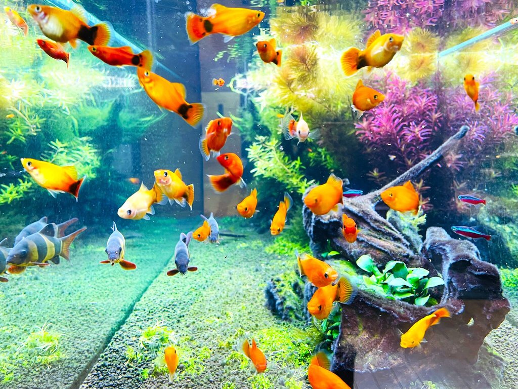 水槽 chi エントランスのオアシス-色とりどりの魚たちが彩る癒しの水槽