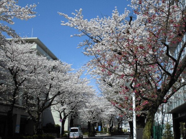 桜満開です スマイラス聖蹟桜ヶ丘 東京都多摩市 Lifull 介護