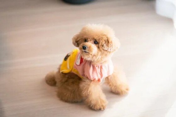 アリスタージュ経堂