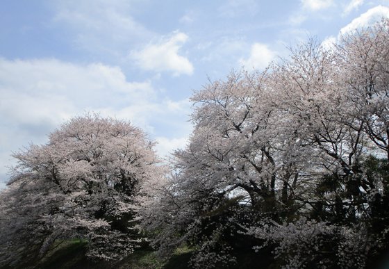 アンジェス相模原