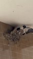 🐥つばめ🐥～クルール岐阜長良東～🐥