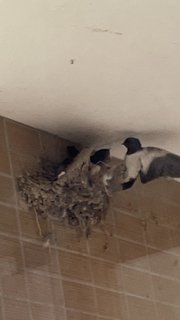 🐥つばめ🐥～クルール岐阜長良東～🐥