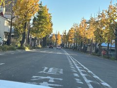 いちょう並木は最高潮!