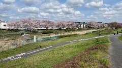 南浅川の桜