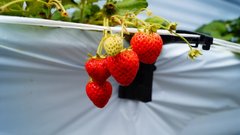 いちご狩りに行って来ました!