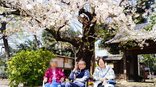 等々力不動尊～お花見～