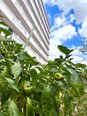 夏の菜園風景のご紹介