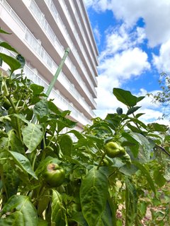 夏の菜園風景のご紹介