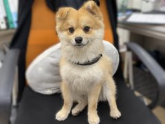 ワンちゃんがやってきた!