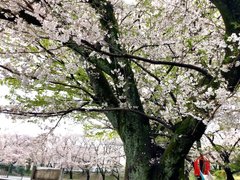 お花見ドライブ