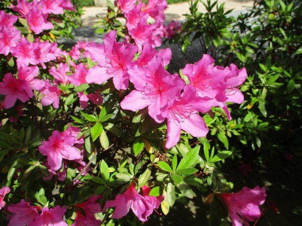 中庭にツツジが咲きました 有料老人ホーム 桜寿のさと松島 福岡市東区 Lifull介護 旧home S介護