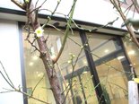 春の暖かさと勘違いしてしまった梅の花