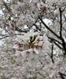 お花見に出かけました。