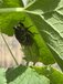 🌿「今年は蝉の声が聞こえんねぇ」――小さな夏の発見