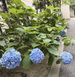 桜寿のさと松島❀梅雨の主役、紫陽花❀