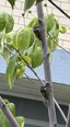 🌿夏の庭で見つけた小さな季節のしるし