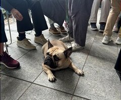 「ドッグセラピー」