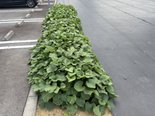 【水戸市】菜の花の家水戸|すくすく成長中!サツマイモ畑の今♪