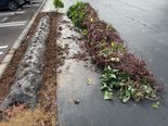 【菜の花の家水戸】サツマイモ掘りに向けて「ツル切り」を行いました!