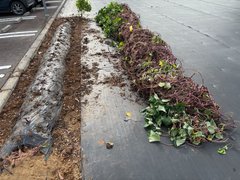 【菜の花の家水戸】サツマイモ掘りに向けて「ツル切り」を行いました!
