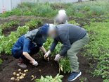 ～じゃがいもの収穫～