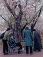 お花見ドライブ