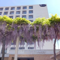 藤の花開花